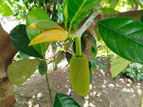 Tropical cempedak (Artocarpus integer) growing in natural habitat, botanical fruit from Moraceae family with distinctive smell and soft flesh.