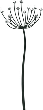 Botanical illustration of a plant with an umbel flower head