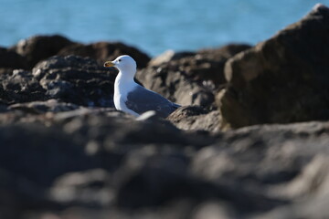une mouette sur des rochers © Morgan M