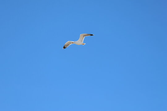 une mouette dans le ciel
