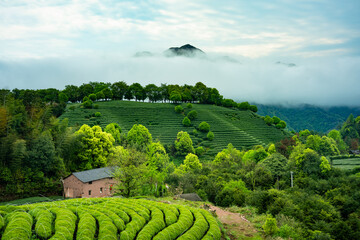 Misty tea plantations on terraced hills with mountain cottages and distant peaks © zhu difeng