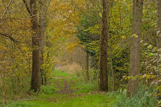 hiking trail thorugh an autumn forest in Bornem, Flanders, Belgium