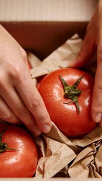 Vertical video: Pulling kraft paper, hands cupping, rotating tomato in box, checking ripeness