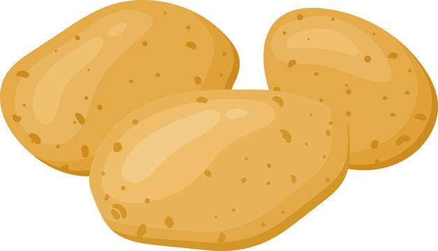 Three raw potatoes are providing ingredients for cooking and nutrition