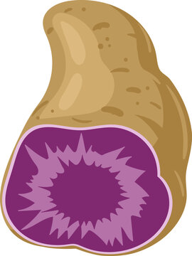 Purple sweet potato illustration showing vibrant interior