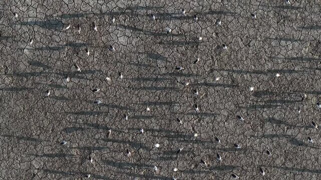 Aerial drone view of asian openbill storks on cracked mudflat