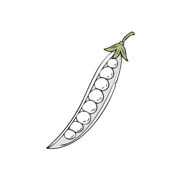 Hand-drawn illustration of a single pea pod filled with white peas