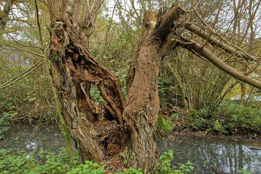 old broken hollow pollard willow tree along a ditch in the countryside near Bornem, Flanders, Belgium- salix 