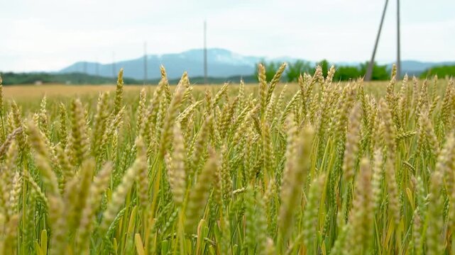 月山高原の小麦畑