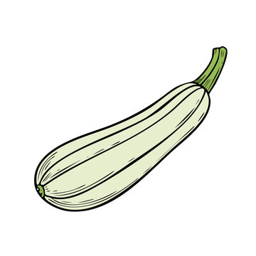 Hand-drawn illustration of a pale green zucchini squash with visible ribs and a green stem