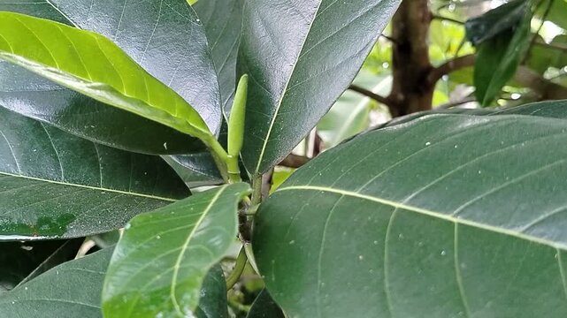 Tropical cempedak (Artocarpus integer) growing in natural habitat, botanical fruit from Moraceae family with distinctive smell and soft flesh.