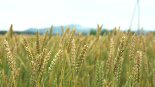 月山高原の小麦畑