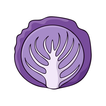 Cross section illustration of vibrant purple cabbage showing interior texture and vibrant color