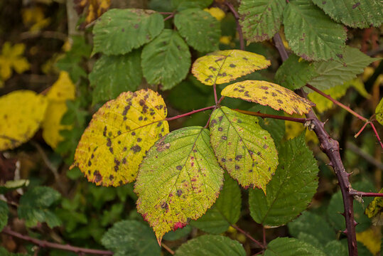 closeup of yellow and green blackberry leafs with brown spots in autumn - rubus 