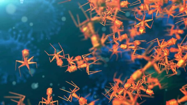 Bacteriophage infecting bacterium, microscopic view, viral infection