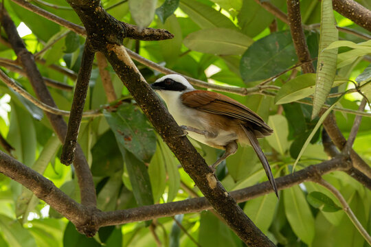 White-Crested Laughingthrush Perched on Tree Branch in Natural Habitat