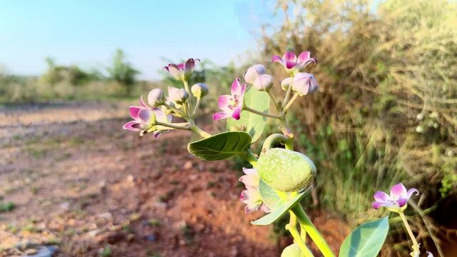 Close-up of Calotropis procera plant with purple wildflowers and green seed pods in a sunny rural landscape.