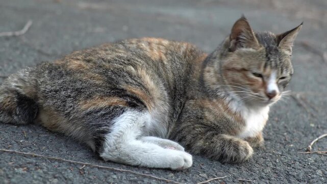 Peaceful domestic cat with a unique tabby and calico fur pattern, resting calmly on a textured dark ground outdoors, showcasing its beautiful markings