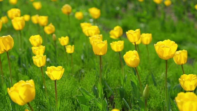Lost in Tulip Garden under Eungbongsan Mountain
Experience the beauty of spring at the tulip garden at the foot of Eungbongsan Mountain in Seoul.
