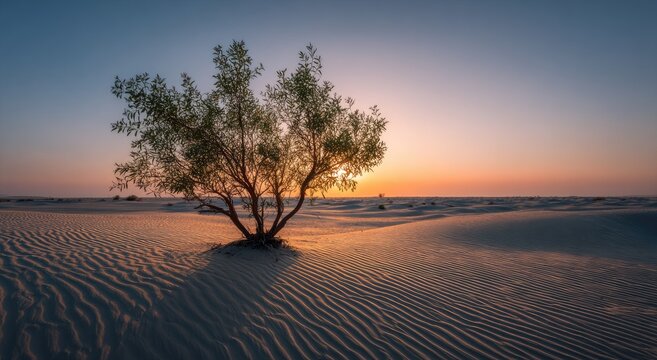 Lone desert tree silhouetted against a golden sunrise, sand ripples