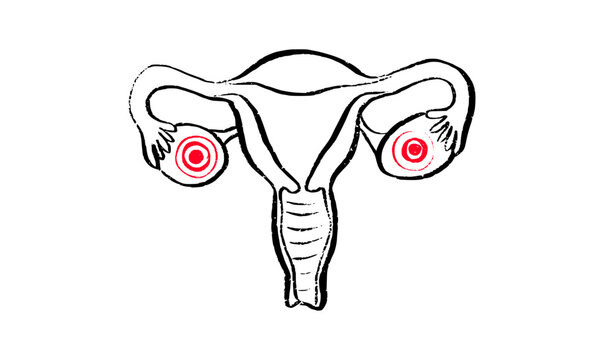 Female reproductive system