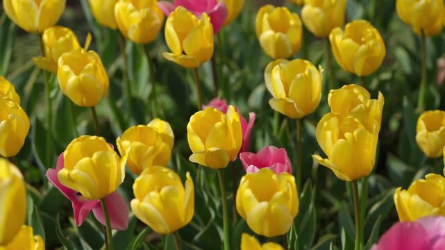 Lost in Tulip Garden under Eungbongsan Mountain
Experience the beauty of spring at the tulip garden at the foot of Eungbongsan Mountain in Seoul.
