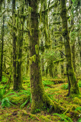 Fototapeta premium Moss-Draped Old-Growth Forest in the Hoh Rain Forest