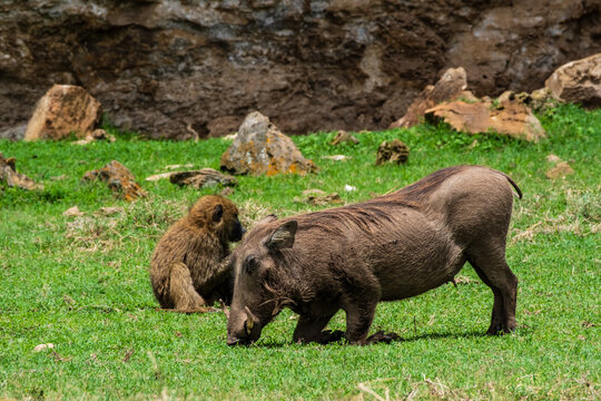 Ein kniendes Wildschwein, das betet