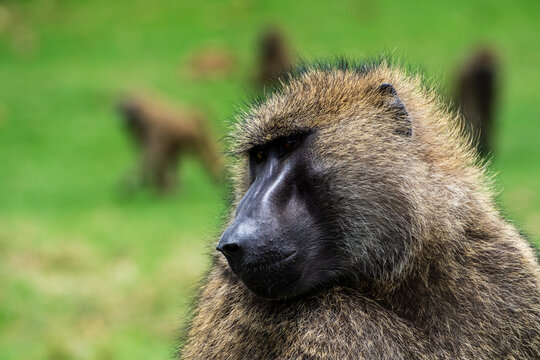 Affenportrait mit schwarzer Nase, braunem Fell und ernstem Blick