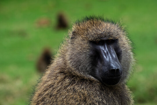 Affenportrait mit schwarzer Nase, braunem Fell und ernstem Blick
