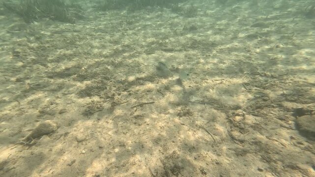 Marine Life Encounter: Goatfish and Seabream Searching for Food on the Seafloor