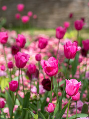 Fototapeta premium Colourful tulips, photographed in springtime at Victoria Embankment Gardens on the bank of the River Thames in central London, UK.