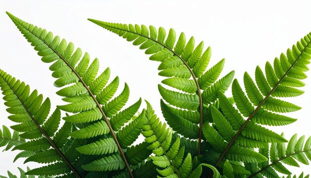 Vibrant Green Fern Leaves with Symmetrical Fronds on White Background