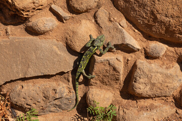 Common chameleon climbing on a stone wall in Israel, showing natural camouflage and texture © Ievgeniia