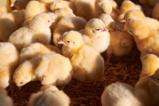 broiler chickens in the poultry house