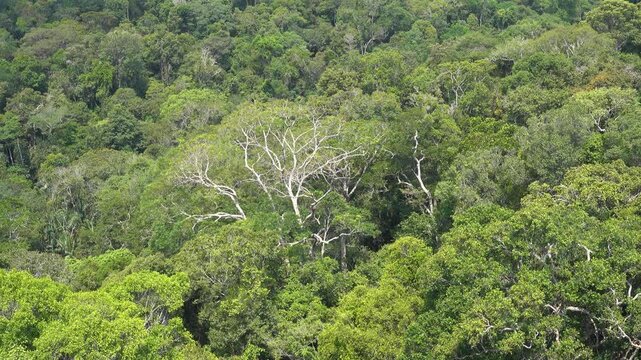 Static View of Amazon Forest Canopy with Moving Cloud Shadow