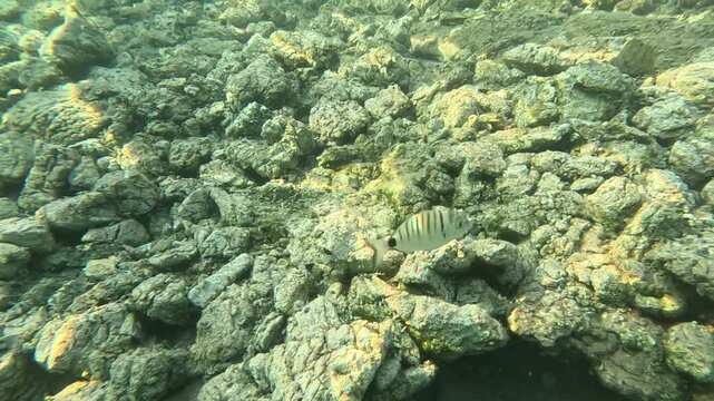 Common Two-banded Seabream Swimming Over Rocky Aegean Reef