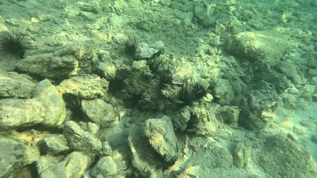 Protective Symbiosis: Fish Finding Refuge in Sea Urchin Spines, Aegean Sea