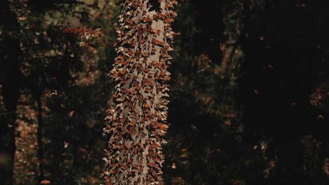 Thousands of monarch butterflies gather in Mexico, covering trees in glowing orange at sunset. Wings flutter as they rise into the warm air, drift back to leaves shimmer like living light in migration