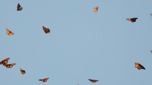 A vast colony of monarch butterflies in Mexico fills the sky and forest. At sunset they blanket tree branches, then lift together, swirling above grass before gently settling again in golden light