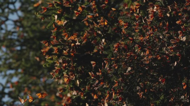 Thousands of monarch butterflies gather in Mexico, covering trees in glowing orange at sunset. Wings flutter as they rise into the warm air, drift back to leaves shimmer like living light in migration