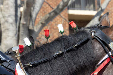 Roses for Horses © balashark