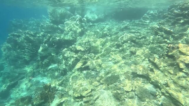 Coastal Marine Habitat: View of Rocky Coastline Above and Below the Water Surface