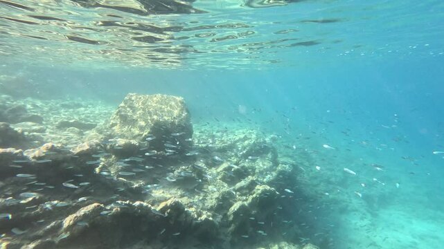 Schooling Behavior of Silverside Fish in Clear Mediterranean Sea