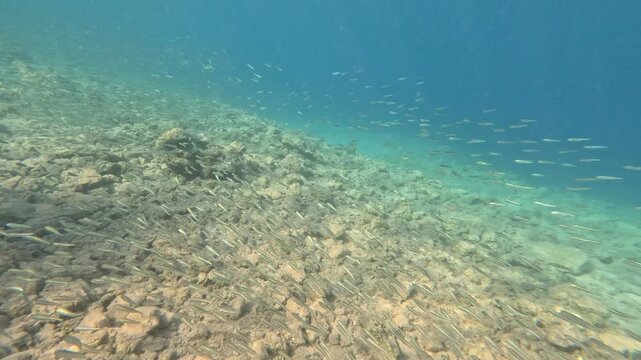 Underwater View of Silverside Fish Schooling in Clear Sea, Bozburun
