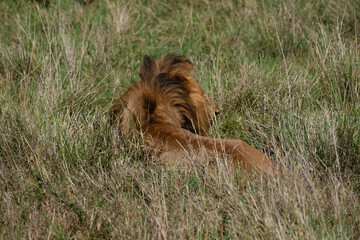 Männlicher Löwe wartet in hohem Gras und beobachtet die Umgebung © Andreas Schuepbach