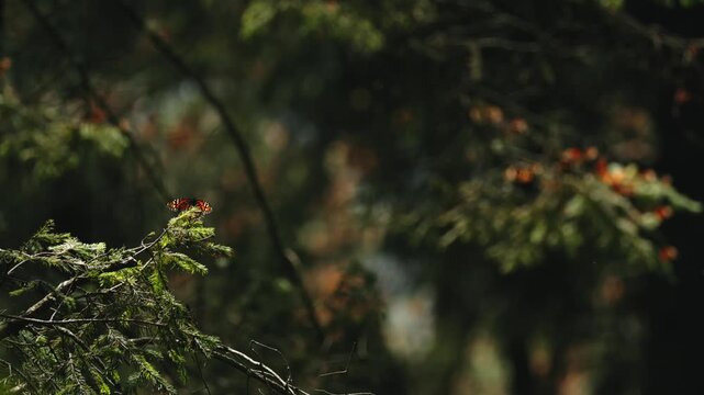 In Mexico, thousands of monarch butterflies rest on trees at sunset, turning branches into vibrant orange patterns. They lift in waves, float through the air, and land softly on leaves and grass.