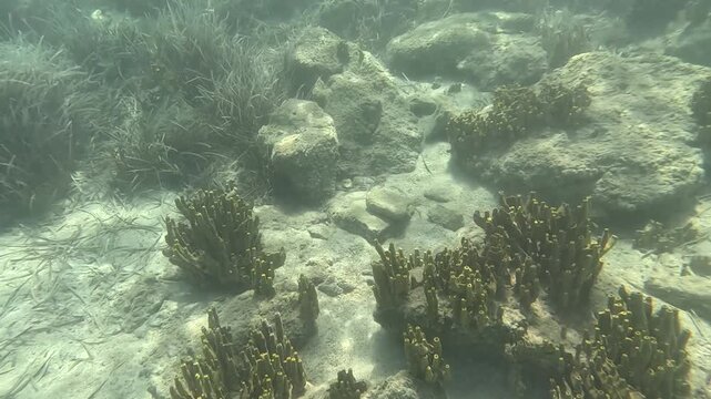 Cluster of Yellow Tube Sponges on Rocky Seabed