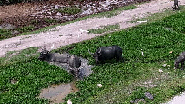 Aerial view of water buffaloes wallowing and grazing on muddy land with egrets present.