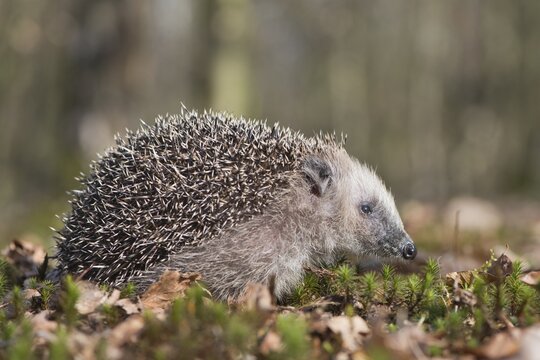European hedgehog (Erinaceus europaeus), Emsland, Lower Saxony, Germany